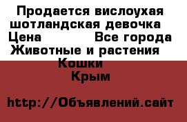 Продается вислоухая шотландская девочка › Цена ­ 8 500 - Все города Животные и растения » Кошки   . Крым